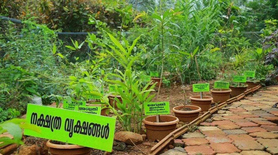 Nakshathra Vriksham star plant garden with labelled medicinal plants at Holistic Eco-Resort