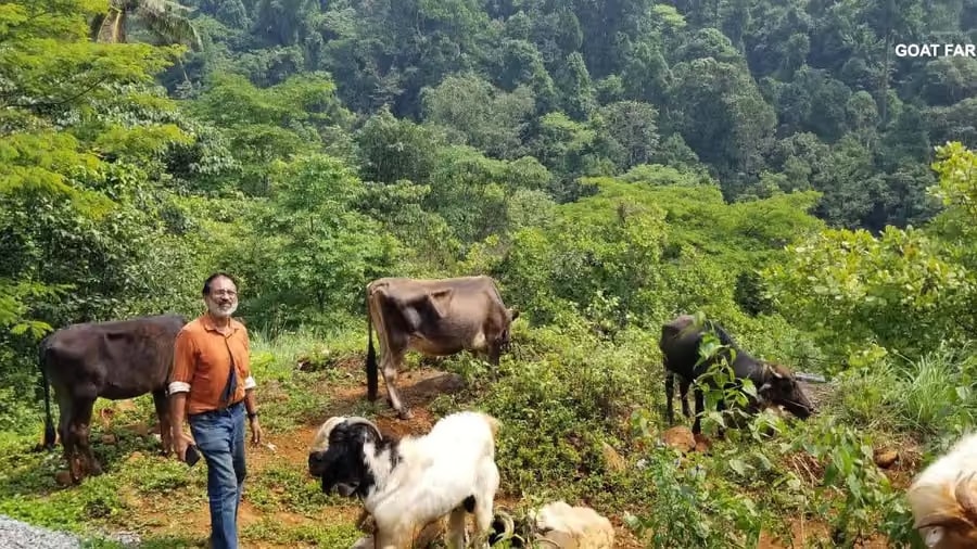 Goat farm with cattle and lush mountain backdrop